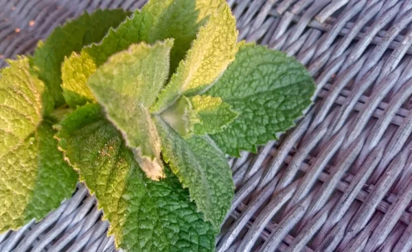 Menta en la mesa —  Fotos de Stock