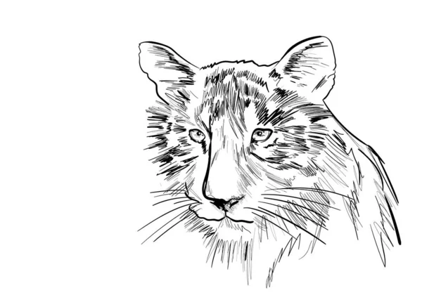 白い虎の頭 — ストックベクタ