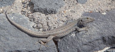 Taşın üstünde büyük bir kertenkele.