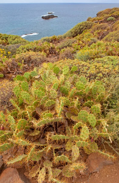 Een Cactus Het Strand — Stockfoto