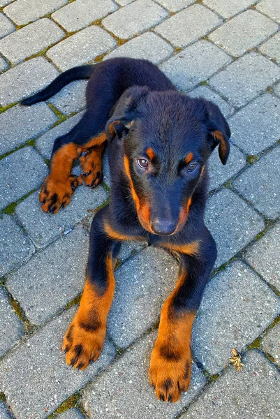 Portret Van Een Zwarte Hond — Stockfoto