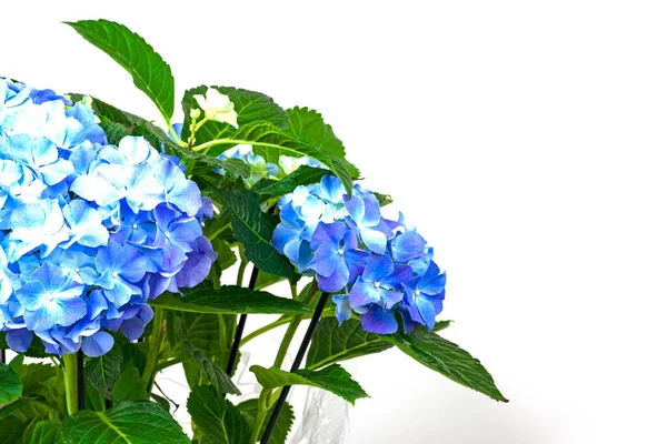 Muito Belas Flores Hortênsia Azul — Fotografia de Stock