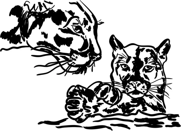 Большая кошачья пума — стоковый вектор