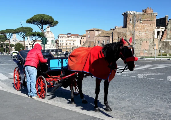 History and horse in italy — Stock Photo, Image