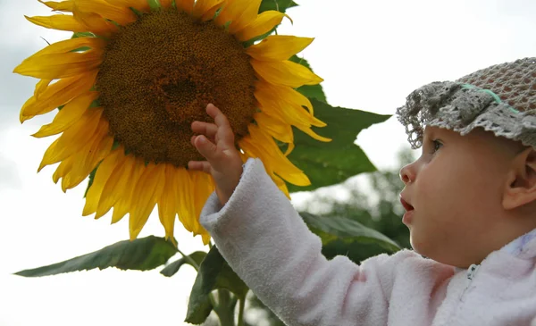 Flower — Stock Photo, Image