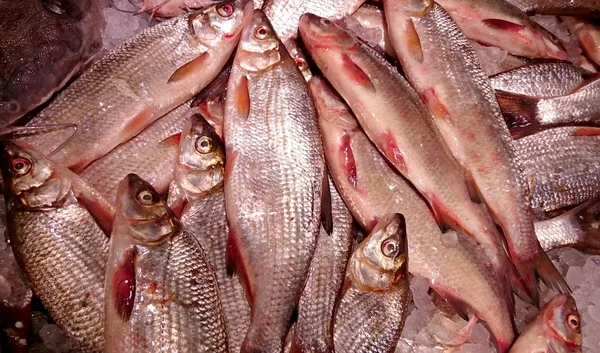 Fisk på marknaden — Stockfoto