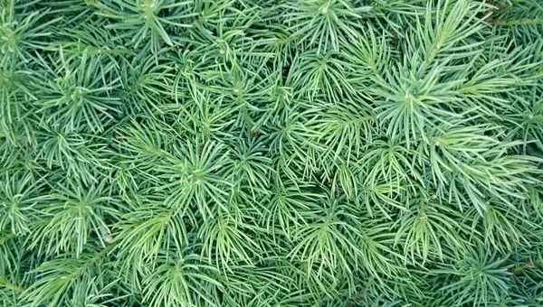 Thuja — Stock Photo, Image