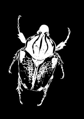 çok büyük bir böcek