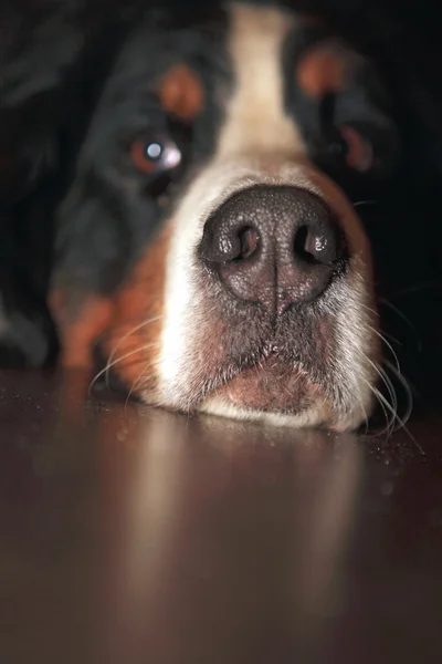 Bernese cão de montanha — Fotografia de Stock