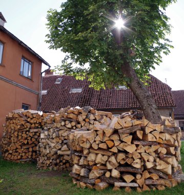 Ağacın altında üç büyük yuvarlak odun yığını ve yaprakların arasından akan güneş ışığı.