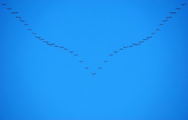 Göç eden kuş sürüsü 