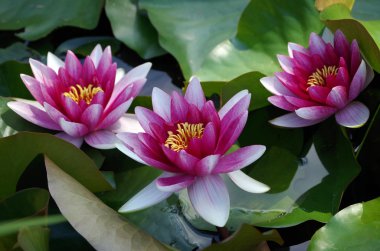 Üç güzel su zambağı