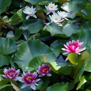 Bir sürü güzel su zambağı