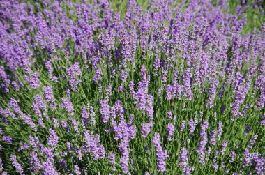 Güzel mor lavanta halısı