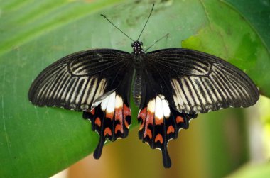 Tropikal Kelebek yaprağın üzerinde oturuyor