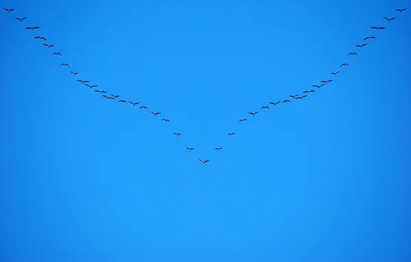 Göç eden kuş sürüsü 