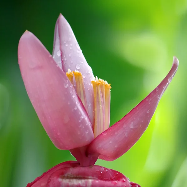 水滴の中のバナナの花 — ストック写真