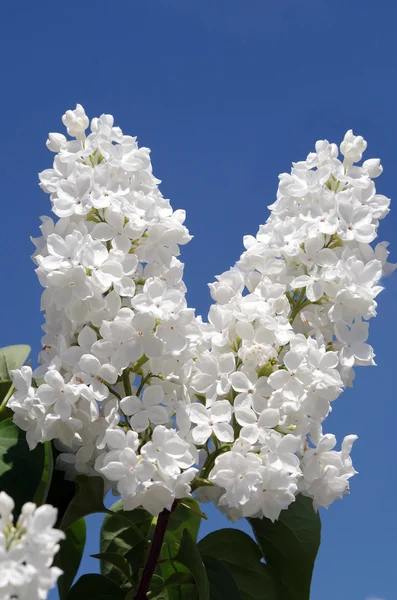 Rama Flores Color Lila Blanco Con Las Hojas Sobre Fondo — Foto de Stock