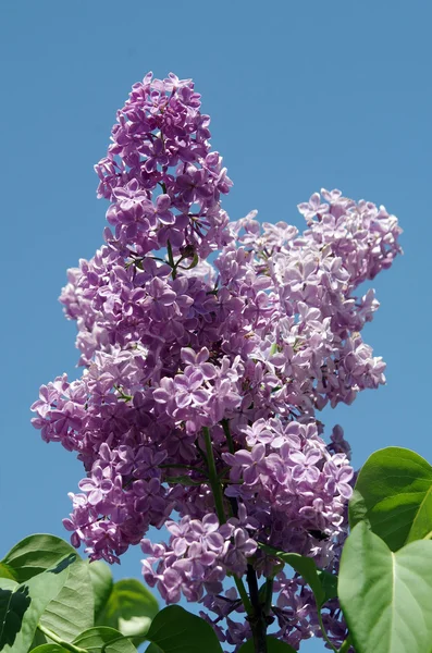 Tak Van Lila Bloemen Met Bladeren Blauwe Lucht Achtergrond — Stockfoto