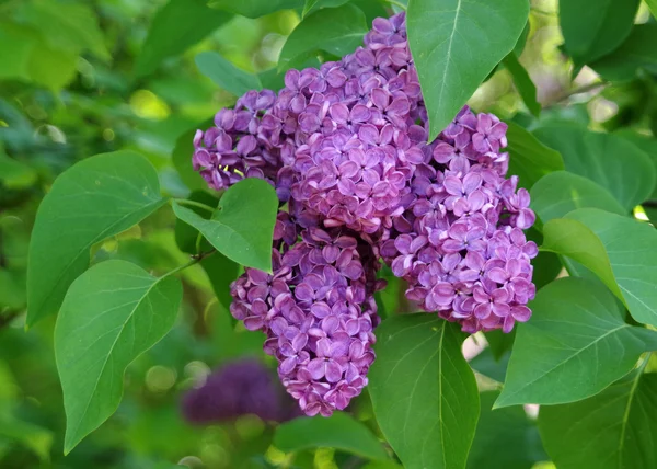 花の背景に葉を持つライラックの花の枝 — ストック写真