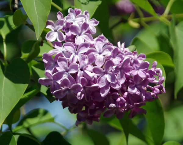 Tak Van Lila Bloemen Met Bladeren Bloemen Achtergrond — Stockfoto