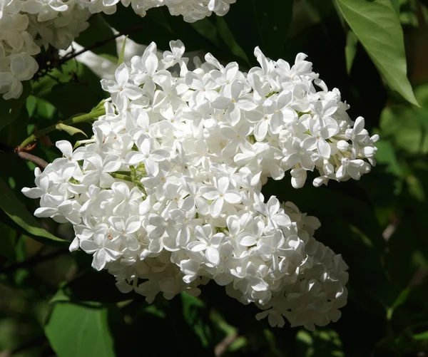 Ramo Flores Lilás Brancas Com Folhas Fundo Floral — Fotografia de Stock