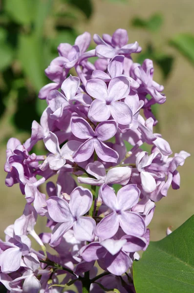 Rama Flores Lila Sobre Fondo Floral — Foto de Stock