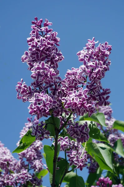 青い空を背景に葉を持つライラックの花の枝 — ストック写真