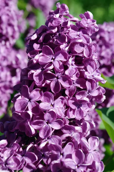 Förgrenade Lila Blommor — Stockfoto