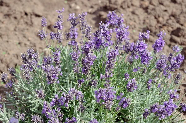 Vacker Lila Lavendel Blommor — Stockfoto