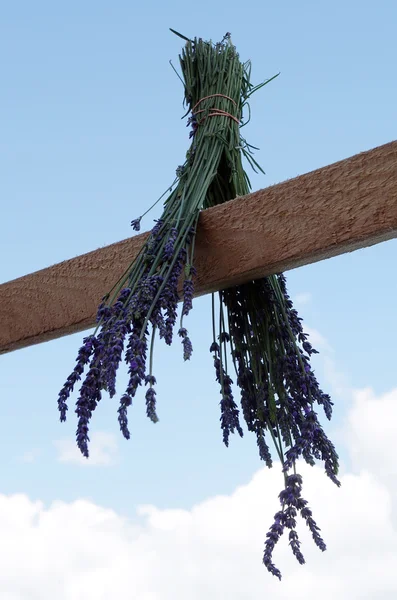 Bos van lavendel — Stockfoto