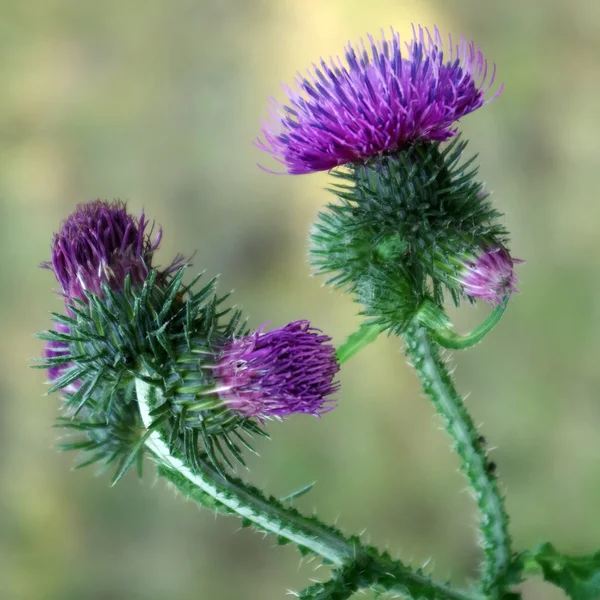 Bur flores sobre fondo verde — Foto de Stock