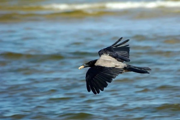 Flying crow with bread in beak on sea background