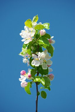 Mavi gökyüzünde çiçek açan elma ağacı