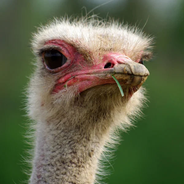 Fecho da cabeça de avestruz — Fotografia de Stock