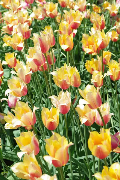 Hermosos tulipanes amarillos en primavera — Foto de Stock