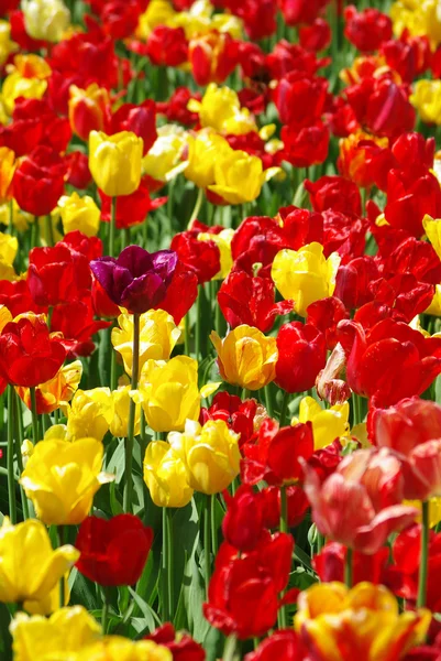 Hermosos tulipanes rojos y amarillos en primavera — Foto de Stock