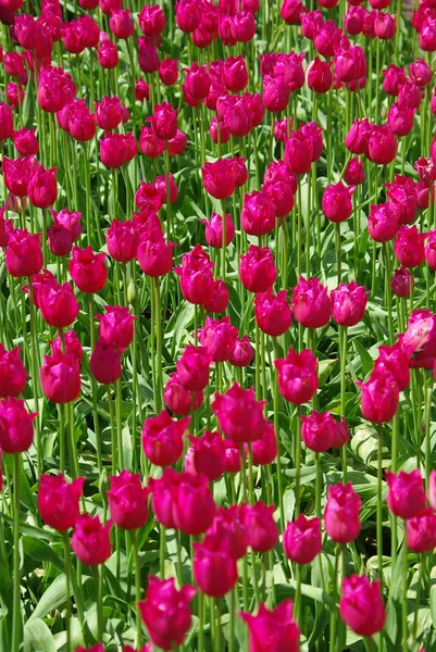 Hermoso campo de tulipanes carmesí en primavera — Foto de Stock