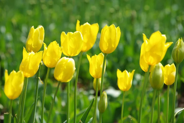 春の黄色のチューリップ — ストック写真