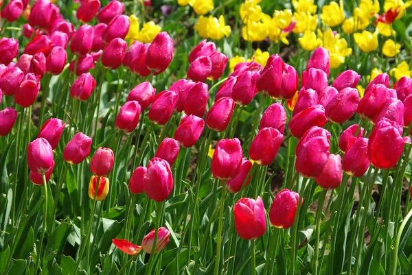 Hermosos tulipanes rojos y amarillos en primavera — Foto de Stock