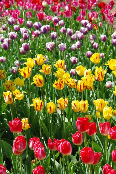 Hermosos tulipanes multicolores en primavera — Foto de Stock