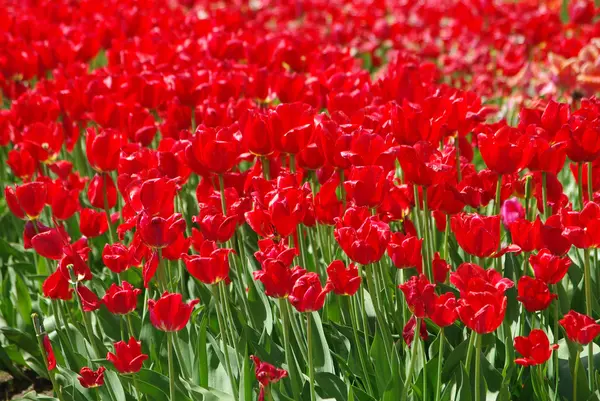 Belas tulipas vermelhas no tempo da primavera — Fotografia de Stock