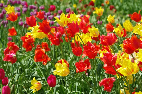 Hermosos tulipanes multicolores en primavera — Foto de Stock