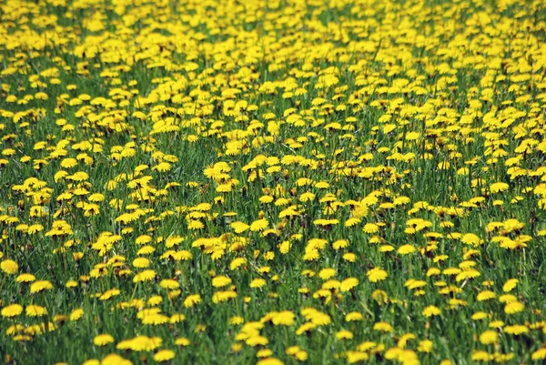 Weiland met gele paardebloemen in de lentetijd — Stockfoto