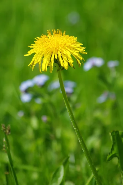 Pissenlit jaune sur fond vert au printemps — Photo