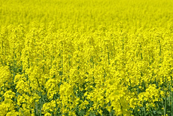 Campo di colza giallo in primavera primo piano — Foto Stock