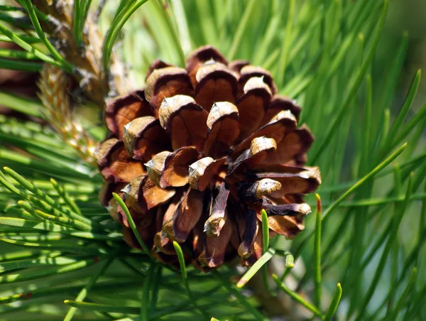 Tall med pine cone närbild — Stockfoto