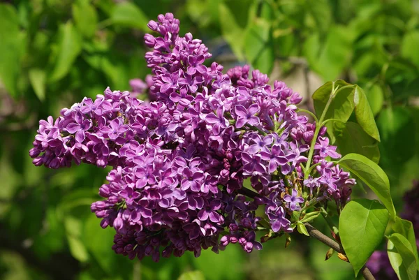 花の背景に葉を持つライラックの花の枝 — ストック写真