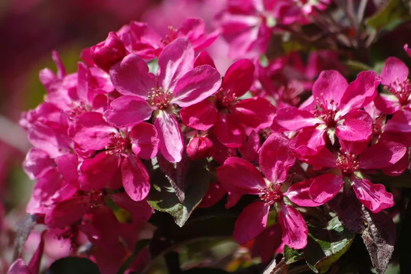 Bloeiende appelboom met roze bloemen — Stockfoto