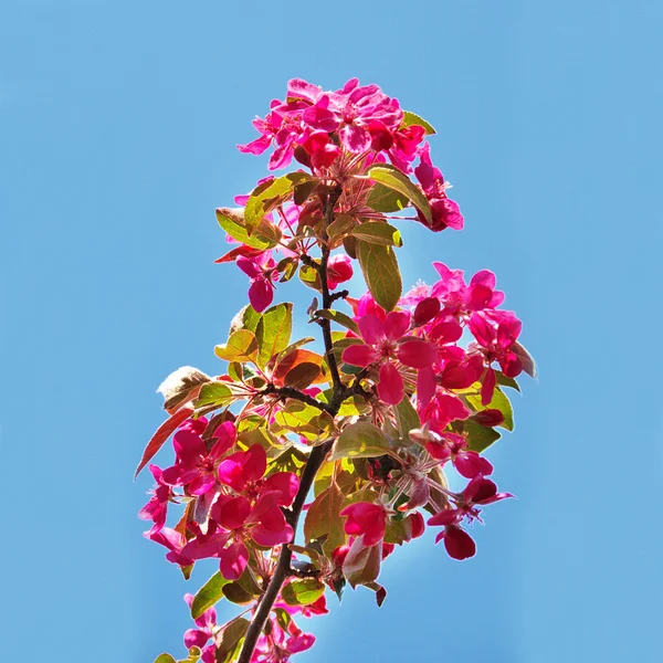 Bloeiende appelboom met roze bloemen boven de blauwe hemel — Stockfoto